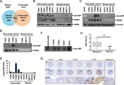 Antibody Mediated Blockade For Galectin Binding Protein In Tumor