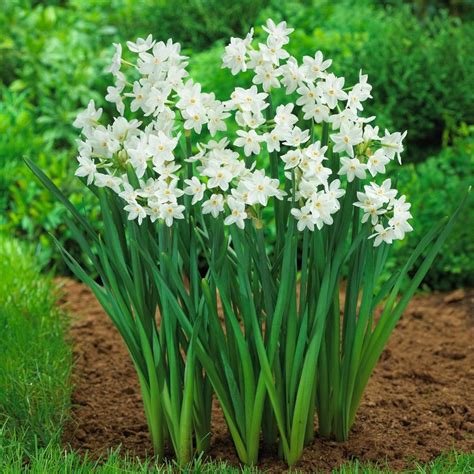 Shop All Indoor Bulbs Longfield Gardens