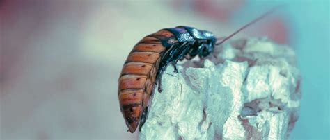 Чем кормить мадагаскарских шипящих тараканов - Что едят на планете Земля