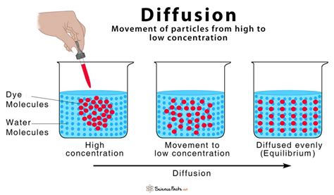 Diffusion Occurs Until What Is Reached