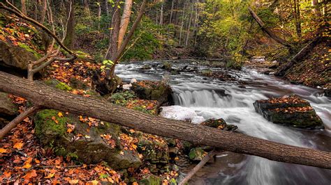 Creek Environment Fall Fallen Leaves Fall Hd Wallpaper Pxfuel