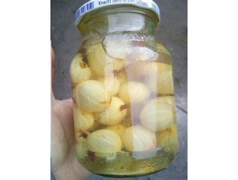 Купить саженцы Крыжовник Куршу Дзинтарс в Беларуси и почтой