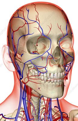 The Blood Supply Of The Head And Neck Stock Image F001 4012