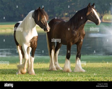 Gypsy Vaner Horse Fillies Stock Photo Alamy