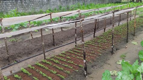 Como Plantar Coentro No Inverno Aprenda A Cultivar Em Pocas De