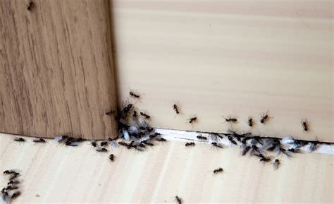 10 Interesting Facts About Ants Assured Environments