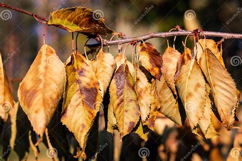 Cherry Tree Disease Stock Image Image Of Garden Fruit 336380403