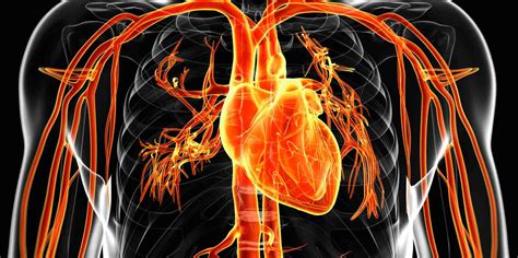 Chirurgie Vasculaire Hôpitaux Du Pays Du Mont Blanc