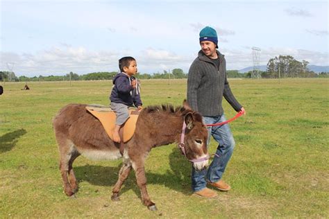 The Farmyard Holiday Park Updated 2023 Campground Reviews Geraldine New Zealand