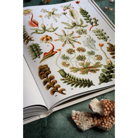 Красота форм в природе, Эрнст Геккель | Доставка по Европе