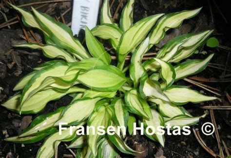 Hosta Teeny Weeny Bikini Fransen Hostas
