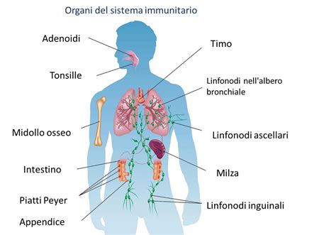 In Che Modo Influisce La Stagionalit Sulle Malattie Autoimmuni