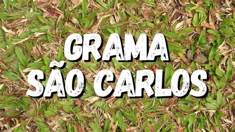 Grama São Carlos Tudo Sobre Essa Planta YouTube