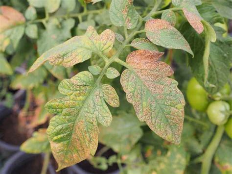 How To Identify And Control Thrips Gardener’s Path