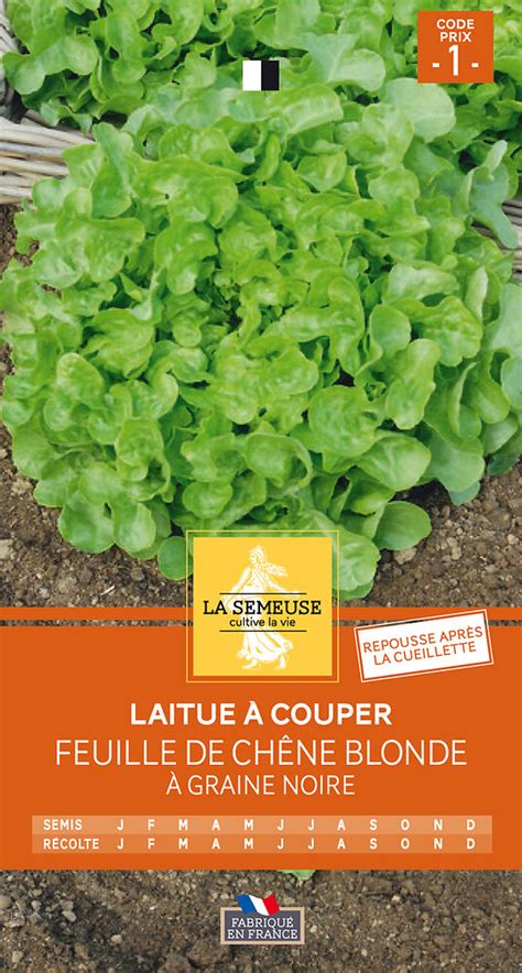 Laitue Feuille De Ch Ne Blonde Graine Noire Bricomarch