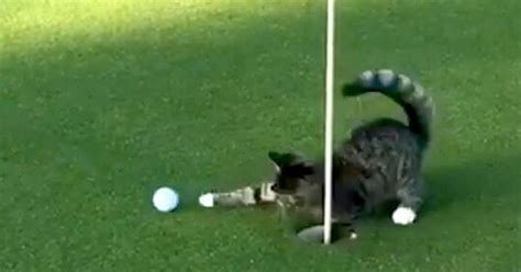 Golf Cat Absolutely Will Not Let You Play Through So Dont Even Think