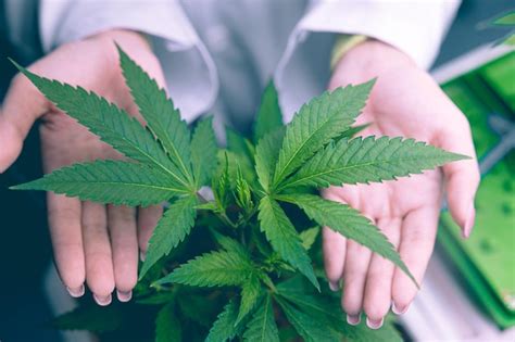 Cobertura De M O Fechada Mostrando Plantas De Cannabis De Alto Valor