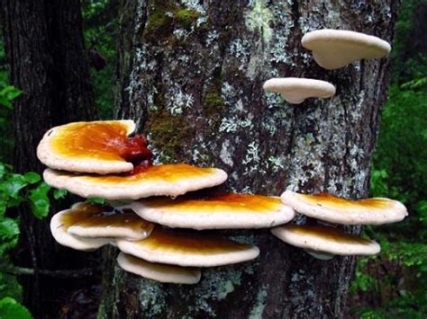 Рейши - лечебные свойства и фото гриба, описание, противопоказания ...