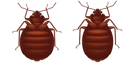 Why Do Baby Bed Bugs Look Like