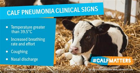 What Are The Causes Of Calf Pneumonia And What To Do To Prevent It