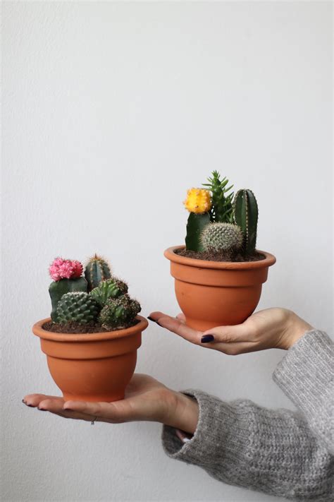 Мини-сад #62 купить в Минске с доставкой | Cactus.by