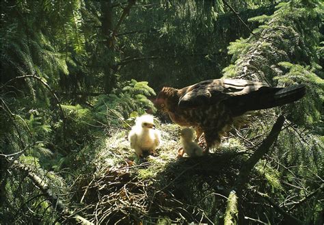 Brood Sex Ratio In European Honey Buzzards Pernis Apivorus Is Related To Spring Phenology