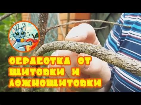 Щитовка на комнатных растениях: как избавиться на орхидее, лимоне, фикусе