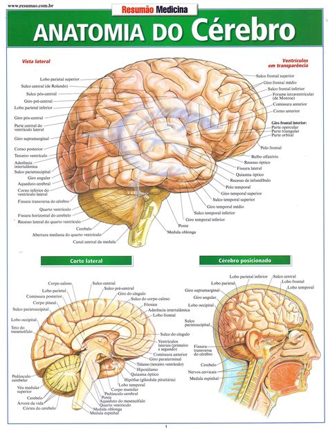 Estrutura Do Cerebro - Cérebro Humano: Suas Funções E Anatomia [Resumo] – RENCQ