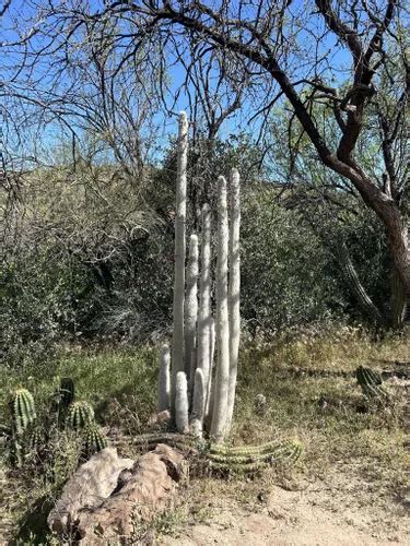 Best Walking Trails In Boyce Thompson Arboretum Alltrails