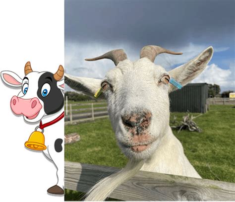 Animal Farm Adventure Park Retreat Caravan Park