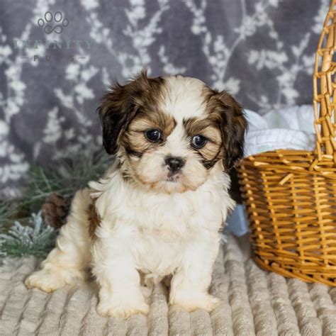 Shih Tzu Puppies for Sale (Cute, Smart, & Healthy) | VIP Puppies