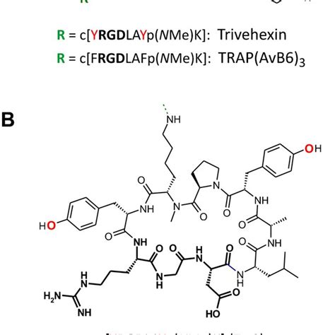 Chemical Structures Of Peptides And Conjugates A Structure Of The