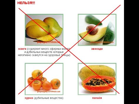 Можно ли попугаю сыр - Чирик.Инфо