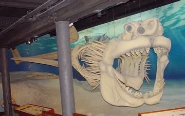 Megalodon - Description, History, Myths & Interpretations | Mythology.net