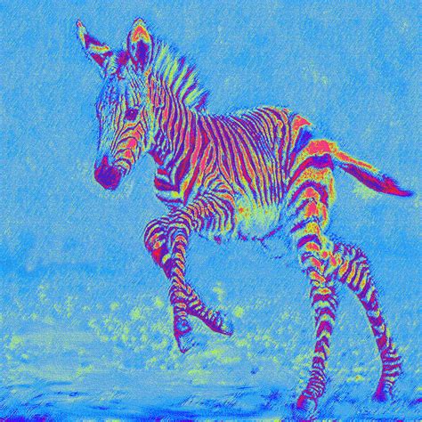 Baby Zebra Wallpaper