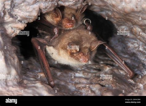 Mouse Eared Bat Myotis Myotis Stock Photo Alamy