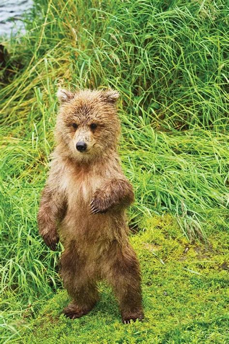 Brown Bear Cubs Standing Upright On A Canvas Art Print Design Pics