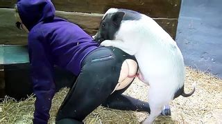 Pig Extreme Sex Videos