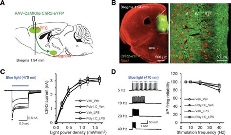 Optogenetic Analysis Of Mpfc Inputs To The Bla In Animal Models Of