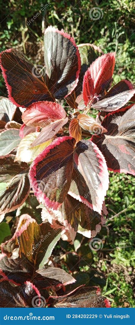 Beautiful Leaves Under The Hot Sun Stock Image Image Of Petal Branch 284202229