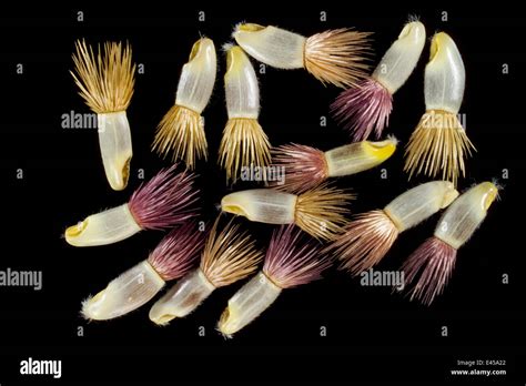 Cornflower seeds (Centaurea cyanus). Cornflower seeds are partly ...