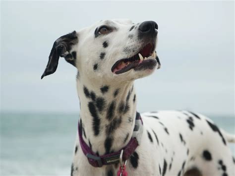 6 reasons your dog might be vomiting up white foam