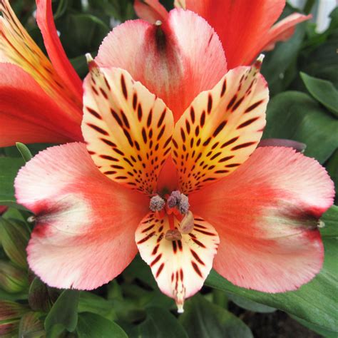 Beautiful Peruvian Lily | Alstroemeria Plants For Sale Online – Easy To