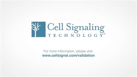 Cell Signaling Technology Youtube