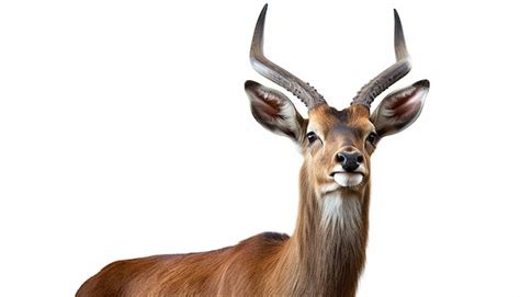 Premium Photo Horned Deer Face In Side View