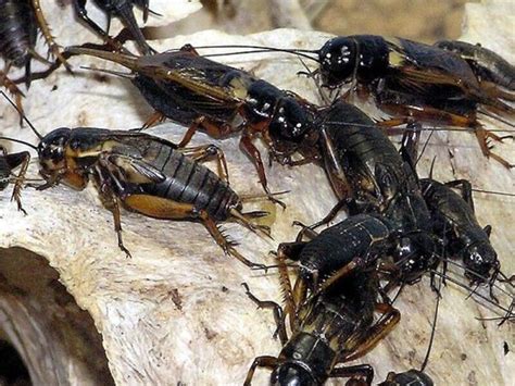 black field cricket diapteron shop