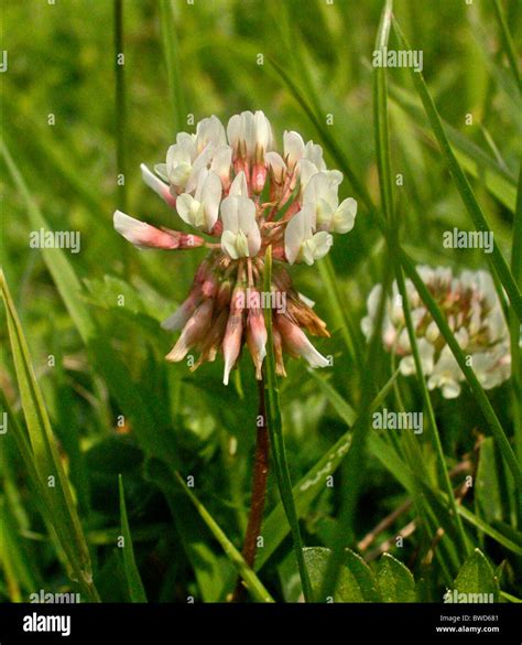 Klee Trifolium Fotos Und Bildmaterial In Hoher Aufl Sung Alamy