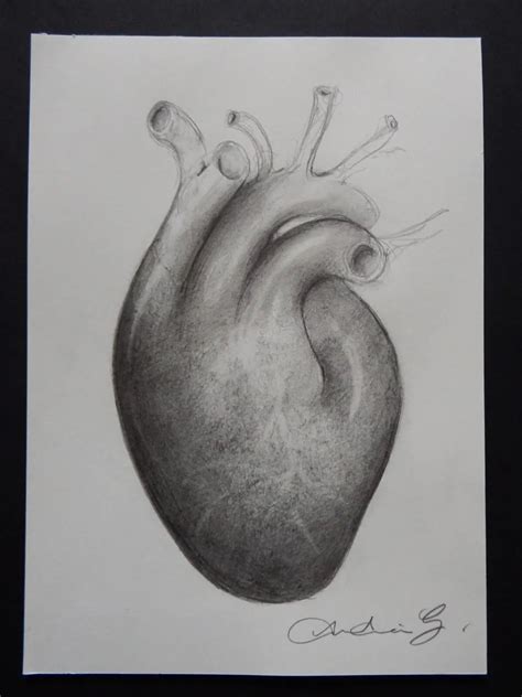 Anatomical Heart Diagram Sketch