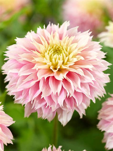 Dahlia 'Pink Impact' Top size Dahlia Tubers | DutchGrown™