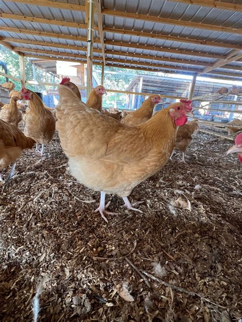 Buff Orpington Chicks